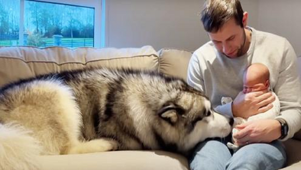 “Adorable Encounter: Giant Husky Captivates 4 Million Hearts in First Meet with Baby Brother”