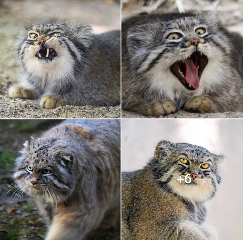 Encounter the Pallas Cat: A surly feline discovered in the Western Himalayas