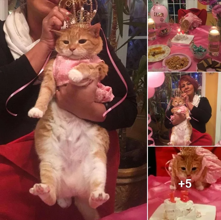 “Feline Fiesta: Celebrating 15 Years of Purr-fection with a Quinceañera-Inspired Party”