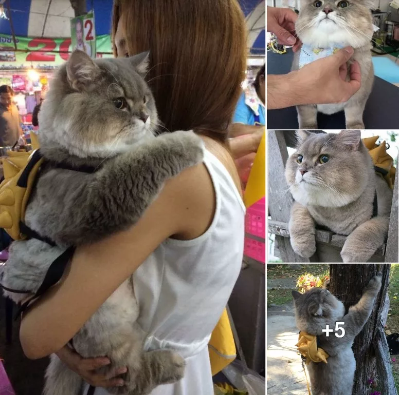 Introducing Bone Bone: The Enormous Feline Sensation from Thailand Taking Instagram by Storm