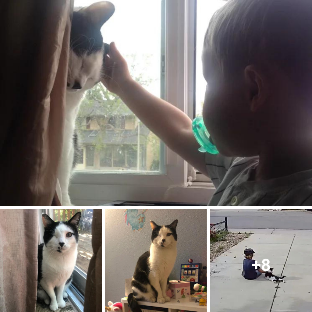 A One-Eyed Cat’s Heartwarming Visitor: A Little Fan of the Family