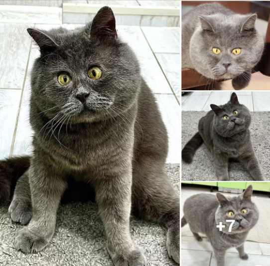 The Charming Cross-Eyed Kitty Wins Over 313K Fans with His Cute Cartoon-Style Look