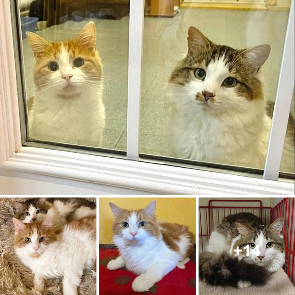 “The Perfect Match: A Heartwarming Tale of Shy Cats Finding Their Forever Home”